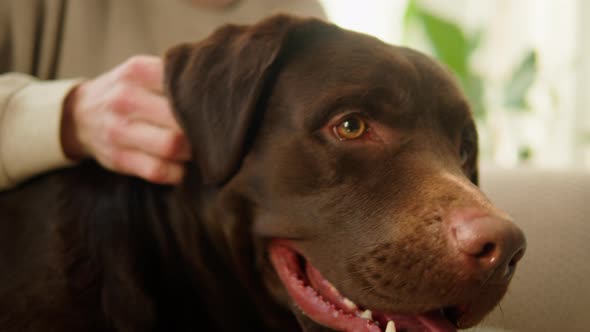 Brown Dog Closeup