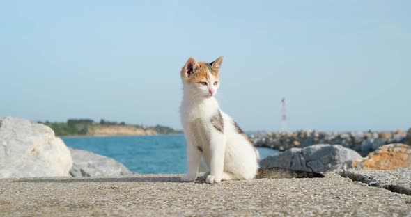 Portrait of little kitten sitting on pavement outdoors.