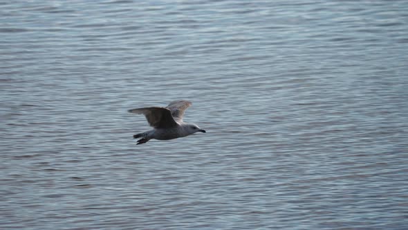 Seagull flying close to water surface fluttering wings landing by beach colony