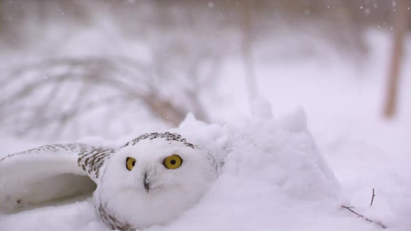 Slow motion view of a snowy owl in a winter landscape - Canadian Tundra - Hunting bird of prey