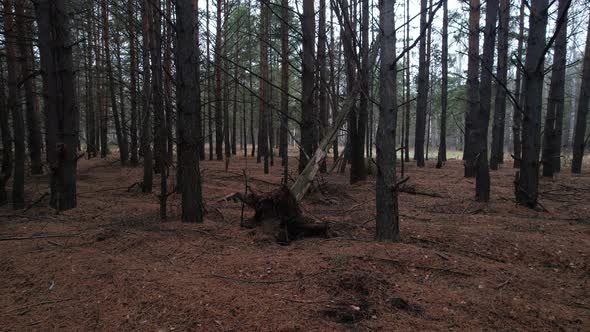 Big Fallen Tree In The Forest