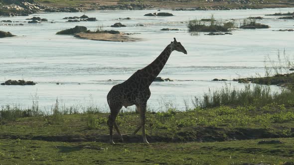 Giraffe at Riverside in Kruger National Park