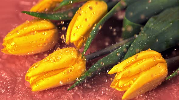 Super Slow Motion Water Falls on the Yellow Flowers of Tulips