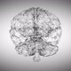 Polygonal Brains Rotation  - VideoHive Item for Sale