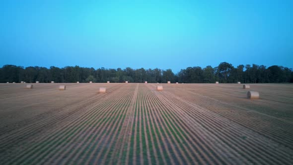 Field With Hay Rolls Sunrise. Hay Bale Rolls in the Field 4k Areal Dron Shot