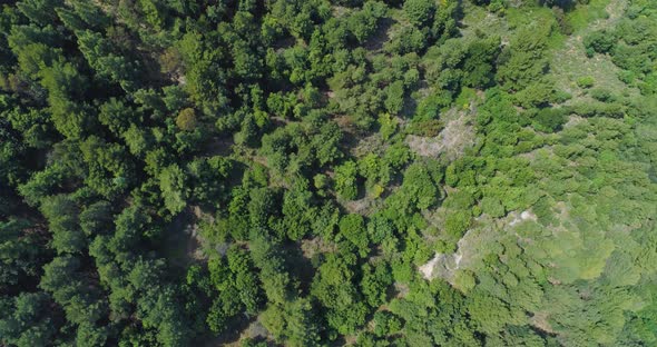 Aerial View Trees Top View