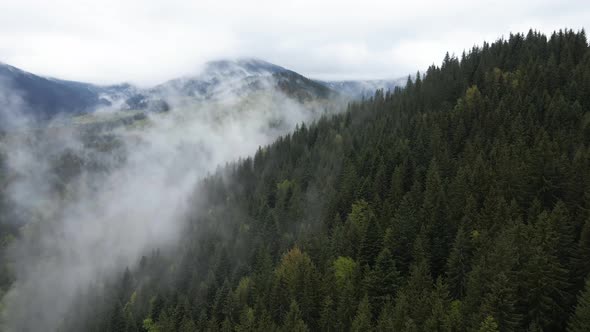 Ukraine, Carpathians: Fog in the Mountains. Aerial.