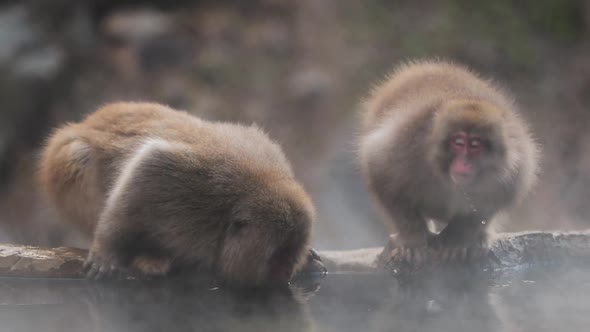 Japanese macaques drinking water from pond