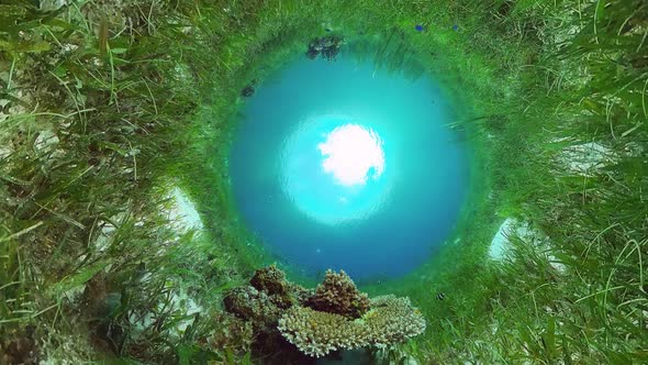 Coral Reef and Tropical Fish Underwater