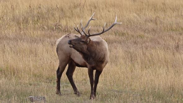 Bull Elk standing in grassy field looking around as it grazes