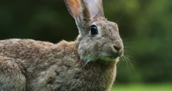 Wild Rabbit Eating And Chewing Green Grass In Amsterdam, Netherlands.  - close up