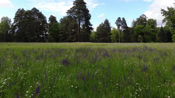 Low flying quadrocopter over a field with green grass, purple blooming flowers.