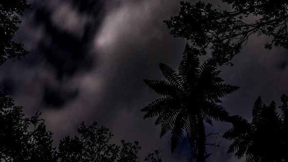 Night sky in rainforest