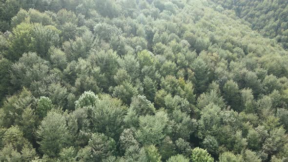 Trees in the Mountains Slow Motion. Aerial View of the Carpathian Mountains in Autumn. Ukraine