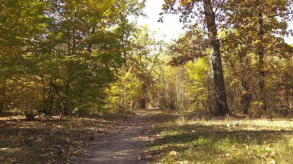 Autumn Forest with Trees By Day