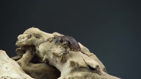 Frog Sitting on a Stone on Wooden Snag in Black Background