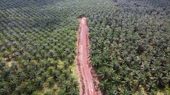 Aerial view look down red soil path in oil palm farm