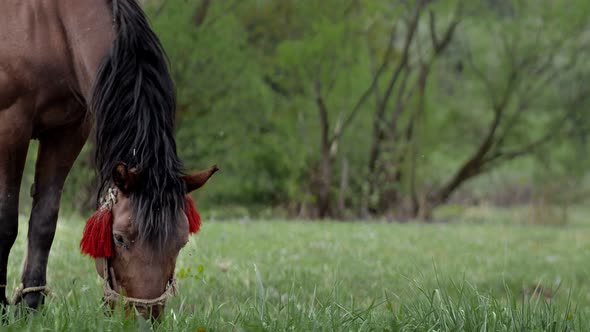 Beautiful brown-chestnut horse grazes on fresh grass on a green meadow. Livestock