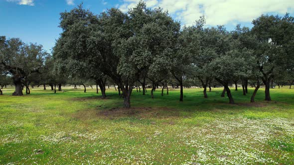 Flying in Quercus Ilex Holm Oak Forest in Extremadura Spain