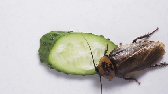 Macro of a Big Brown Cockroach Eating