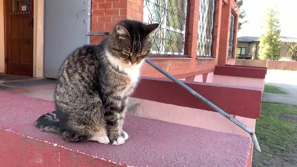 Sad Stripy Cat Sitting on Red Concrete Outdoors