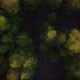Aerial Bird View Flying Up Over Beautiful Temperate Coniferous Forest Moving Over Top of Trees - VideoHive Item for Sale