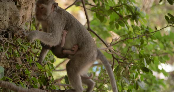 Monkey Holding Her Baby  Bali Indonesia