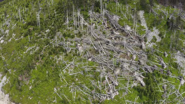 Felled forest after hurricane in mountains of Moravia, drone shot.