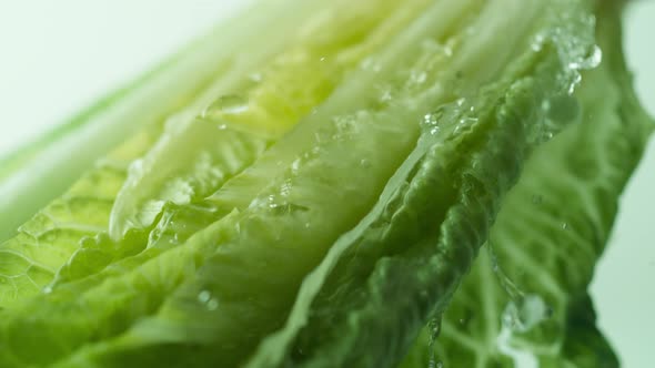 Camera follows washing fresh lettuce. Slow Motion.