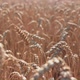 Ears of Wheat on the Field a During Sunset - VideoHive Item for Sale