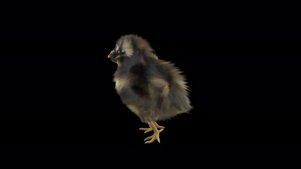 22 Baby Chicks Dancing 4K