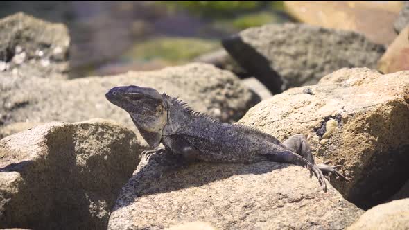 Black Iguana sunbathing on the rocks.