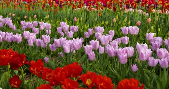 Tulips on Agruiculture Field Holland