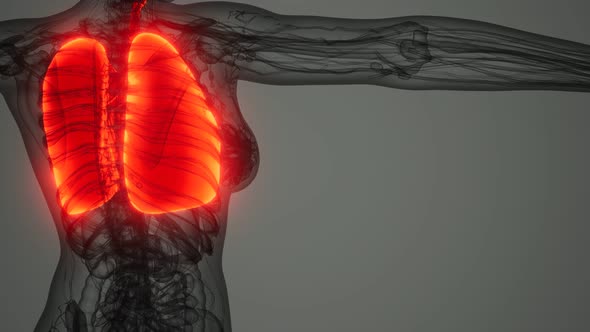 Human Lungs Radiology Exam alt