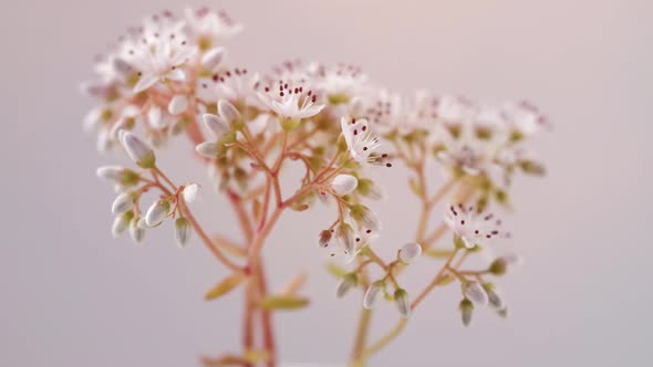 Many Small Flowers Bloom on White Background