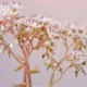 Many Small Flowers Bloom on White Background - VideoHive Item for Sale