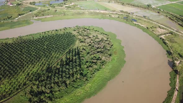 Aerial view over oil palm plantation