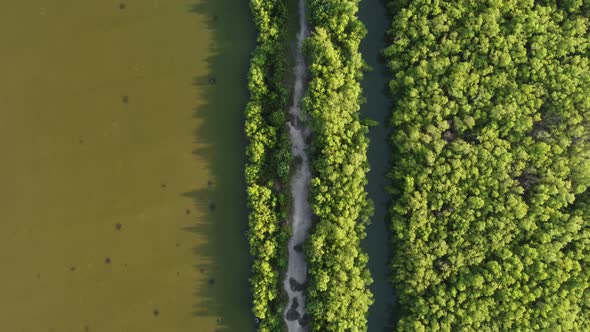 Drone view look down mangrove tree