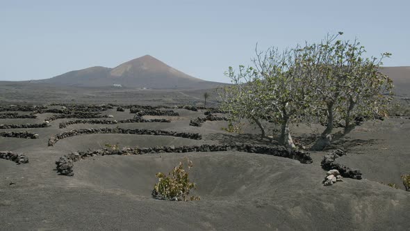 La Geria landscape with a tree