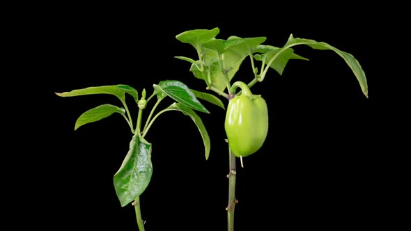 Time Lapse of Growth Sweet Bell Peppers Plants