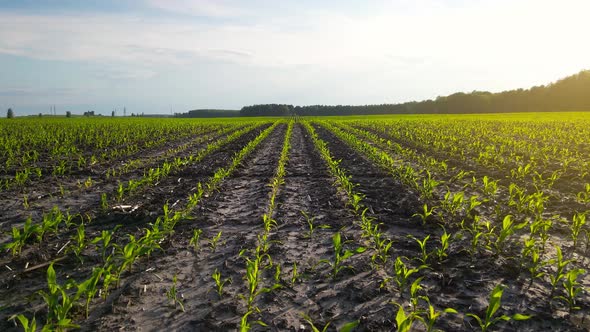 Rows of Green Corn Shoots in Summer at Dawn