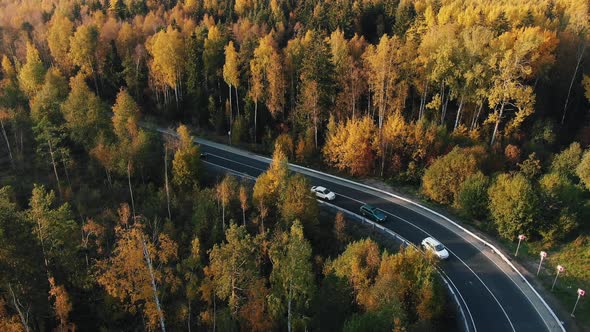 Regional Road Runs Through Forest and Cars Drive at Sunset