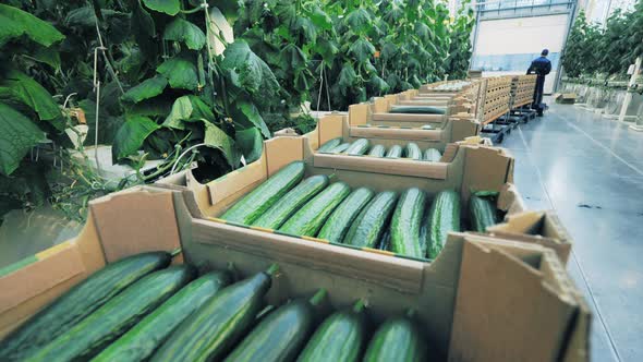 A Row of Boxes Filled with Cucumbers is Being Transported