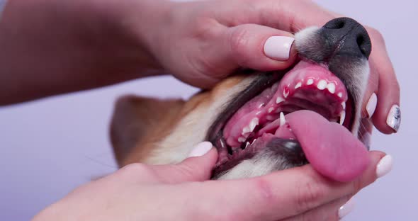 Veterinarian Checks Dental Health of Welsh Corgi Pembroke Puppy Holding Lips of Animal with Hands