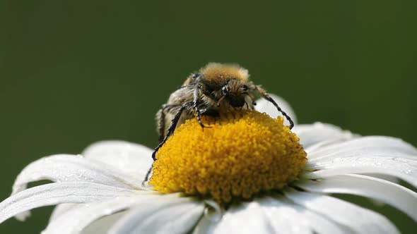 Trichius fasciatus eating pollen from daisy flower