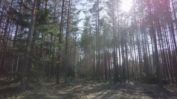 Walk in the spring forest