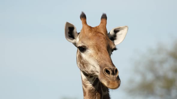 Close up of giraffe head. Full frame slow motion of african animal in natural preserve, South Africa