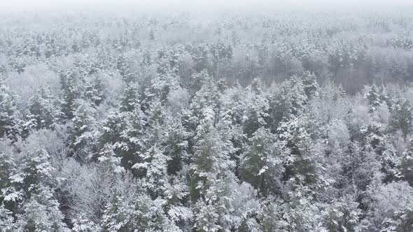 Beautiful Snowy White Forest In Winter Frosty Day