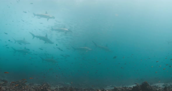 Hammerhead sharks in Galapagos Islandsing slowly in the distance at Darwins Arch in Galapagos Island