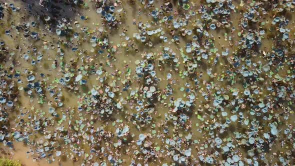 Aerial Zoom in From Top View of Lotus Farm in a Dirty Pond in the Countryside.